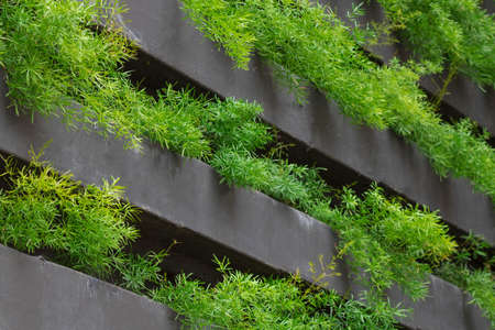 Vertical garden with young plants growing. Sustainable living. concept image. Space for text.の写真素材