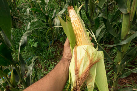 Corn - Farmer holding a corn cob on plantation field