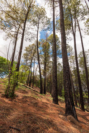 Small famous park of Ribeirao Preto called Pico da Unaerp. Bicycle trail and healthy life concept...