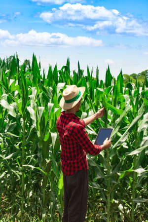 Farmer using digital tablet computer in cultivated corn field plantation. Modern technology...