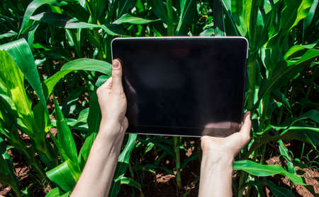 Farmer using digital tablet computer, cultivated corn plantation in background. Modern technology...