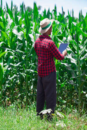 Farmer using digital tablet computer in cultivated corn field plantation. Modern technology application in agricultural growing activity. Concept Image.の写真素材