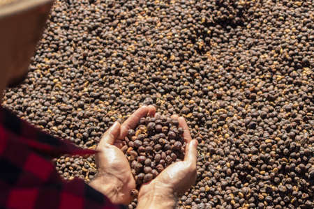 Farmer holding dried coffee bean at a farm, roasted coffee bean in the background