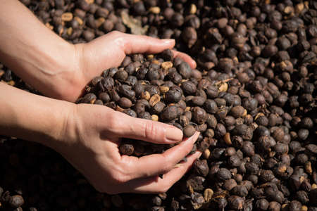Farmer holding dried coffee bean at a farm, roasted coffee bean in the backgroundの写真素材