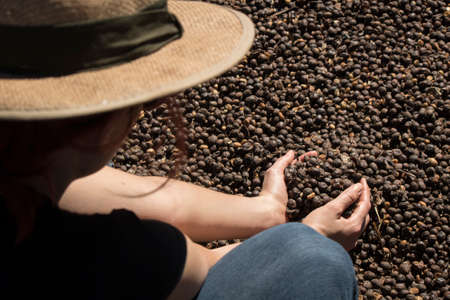 Farmer holding dried coffee bean at a farm, roasted coffee bean in the background