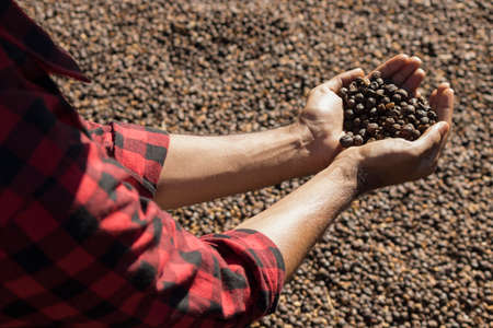 Farmer holding dried coffee bean at a farm, roasted coffee bean in the backgroundの写真素材