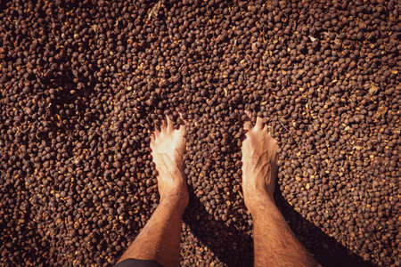 Male foot on dry coffee seed, concept farm image