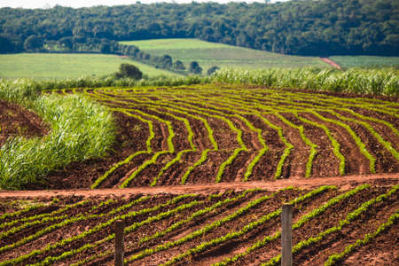 Beautiful rural plantation of sugar cane farm with blue sky on a sunny dayの写真素材