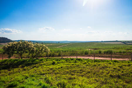 Beautiful rural plantation of sugar cane farm with blue sky on a sunny day