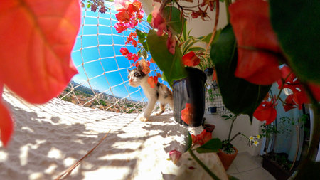 Puppy cat on flowered balcony apartment next to flowers at a blue sunny day.の写真素材