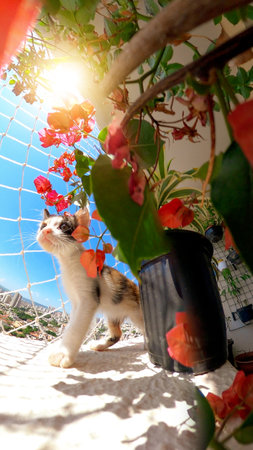 Puppy cat on flowered balcony apartment next to flowers at a blue sunny day.の写真素材