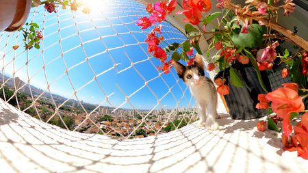 Puppy cat on flowered balcony apartment next to flowers at a blue sunny day.の写真素材