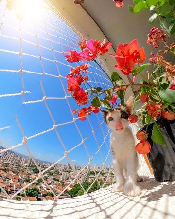 Puppy cat on flowered balcony apartment next to flowers at a blue sunny day.の写真素材