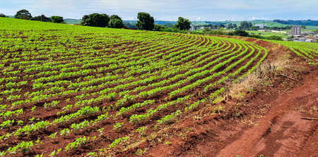 Farm soy plantation  at sunset skyline, city in the background.の写真素材