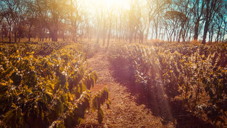 Sunrinsing at the coffee flower plantation farm - Agriculture coffee field landscapeの写真素材