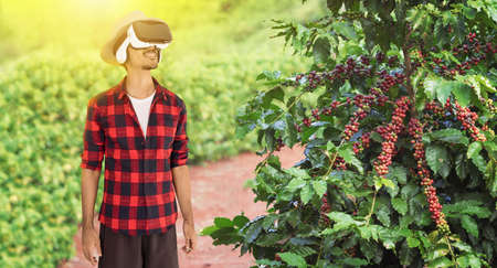 Farmer with hat next on coffee plant with ripe red fruits, ready for harvest, field at sunset.