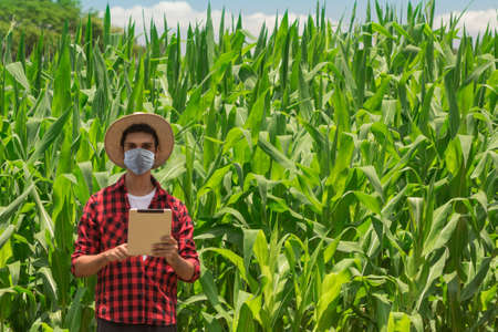 Farmer with pandemic mask and that on corn plantation field farm.の写真素材