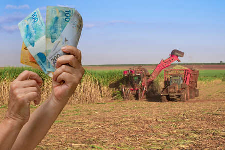 Holding Brazilian money on the harvesting Sugarcane farm plantation field at sunset. Concept Image...