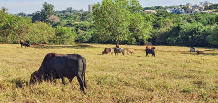 Group of cows on the farm near the city on the blue sky with sunset.の写真素材