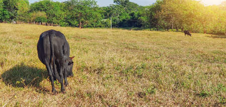 Group of cows on the farm near the city on the blue sky with sunset.の写真素材