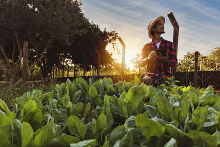 Farmer with tablet in front of a lettuce field. Using digital support on the farm at sunset.の写真素材
