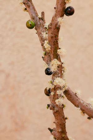 Jabuticaba tree in vase at the beginning of flowering with green and purple fruits. Famous Brazilian...