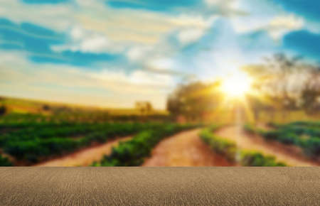 Empty wooden table with view of coffee plantation or wooden desk with farm bokeh background.