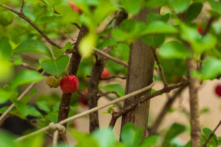Fresh organic Acerola cherry. Thai or Acerola cherries fruit on the tree with sunset. Acerola is a...