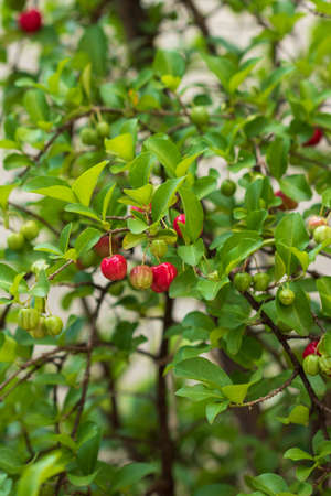 Fresh organic Acerola cherry. Thai or Acerola cherries fruit on the tree with sunset. Acerola is a...