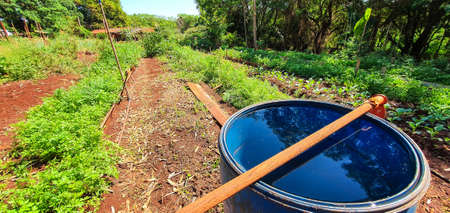 Growing plants. Plantation with various vegetables on farm in sunny day.