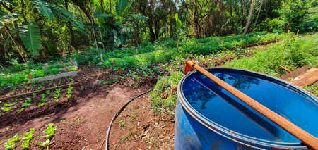 Growing plants. Plantation with various vegetables on farm in sunny day.の写真素材