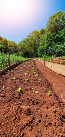 Seedling several plantings on farm in sunny day. Growing plants.