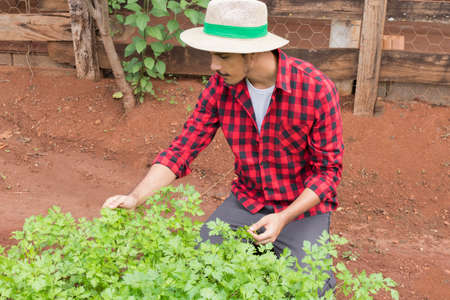 Handsome farmer at a parsley plantation field.  Agricultures seeding concept image.の写真素材