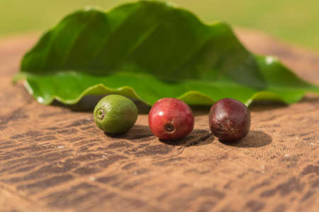 Coffee beans fruits at green, red and brown stages next a cofee leaf. Farmland background.