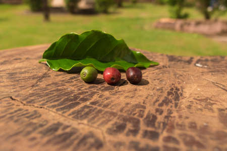 Coffee beans fruits at green, red and brown stages next a cofee leaf. Farmland background.の写真素材