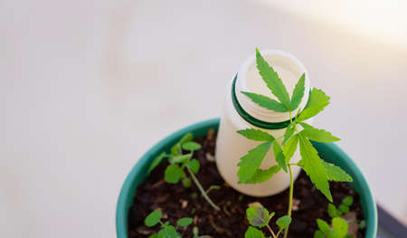 Cannabis Product Composition Indoors. Hemp Leaves and Medicine Bottle on a Natural Background.の写真素材
