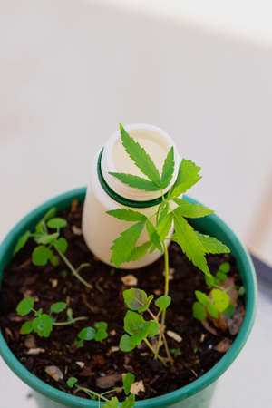 Cannabis Product Composition Indoors. Hemp Leaves and Medicine Bottle on a Natural Background.の写真素材