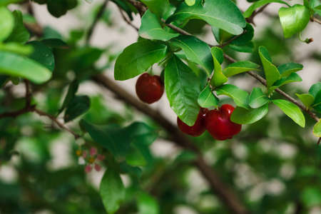 Fresh organic Acerola cherry. Thai or Acerola cherries fruit on the tree with sunset. Acerola is a famous fruit in South America, especially in Brazil.の写真素材