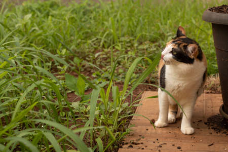 Cat Tricolor Black Orange and White in the home gardenの写真素材