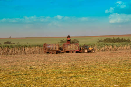 Harvesting machine working on a sugar cane field plantation at cloudy sky backgroundの写真素材