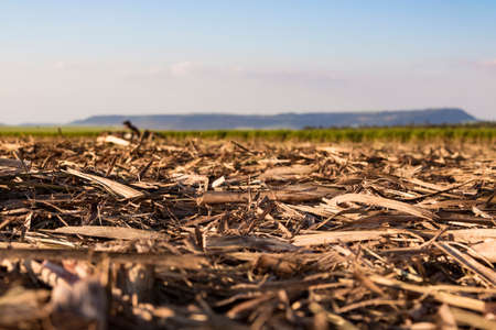 Harvesting machine working on a sugar cane field plantation at cloudy sky backgroundの写真素材