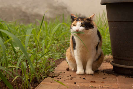 Cat eating new grass in the home garden.の写真素材