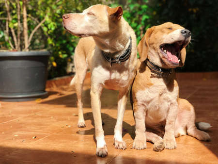 Labrador and beagle puppies in the sunny green garden. Dogs playing in the yard.