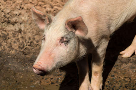 Pigs hick in the Sty Farm.の写真素材