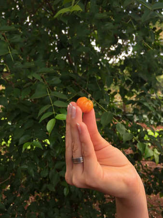 Female hands holding a small orange fruit, earth day spring holiday concept.  Holding a brazilian fruit in garden.の写真素材