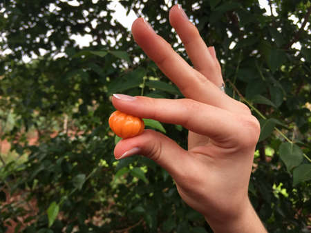 Female hands holding a small orange fruit, earth day spring holiday concept.  Holding a brazilian fruit in garden.の写真素材