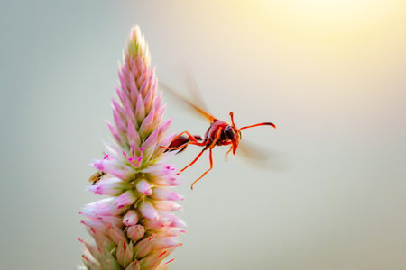 Big red insect eating on purple flower in sunny day.