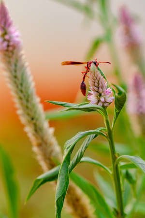 Big red insect eating on purple flower in sunny day.の写真素材