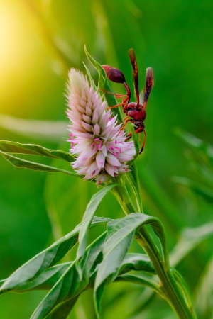 Big red insect eating on purple flower in sunny day.の写真素材