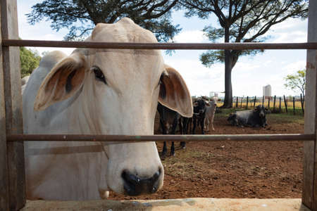 Group of cows on farm in a sunny day.の写真素材